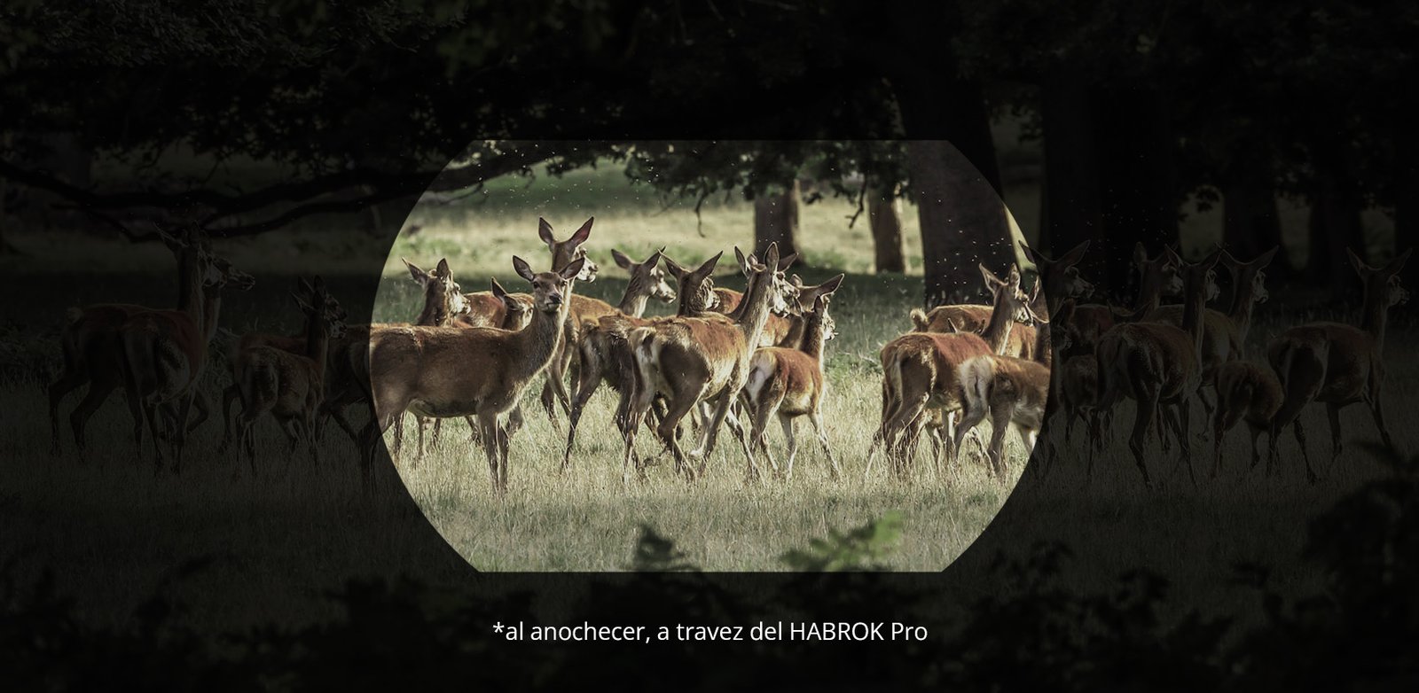 Habrok-Pro-Imagen-08-M